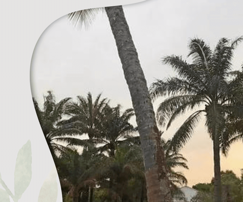 Missão Humanitária – Guiné Bissau (2022)